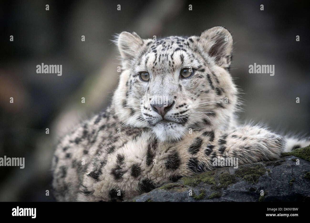 Male snow leopard cub Stock Photo