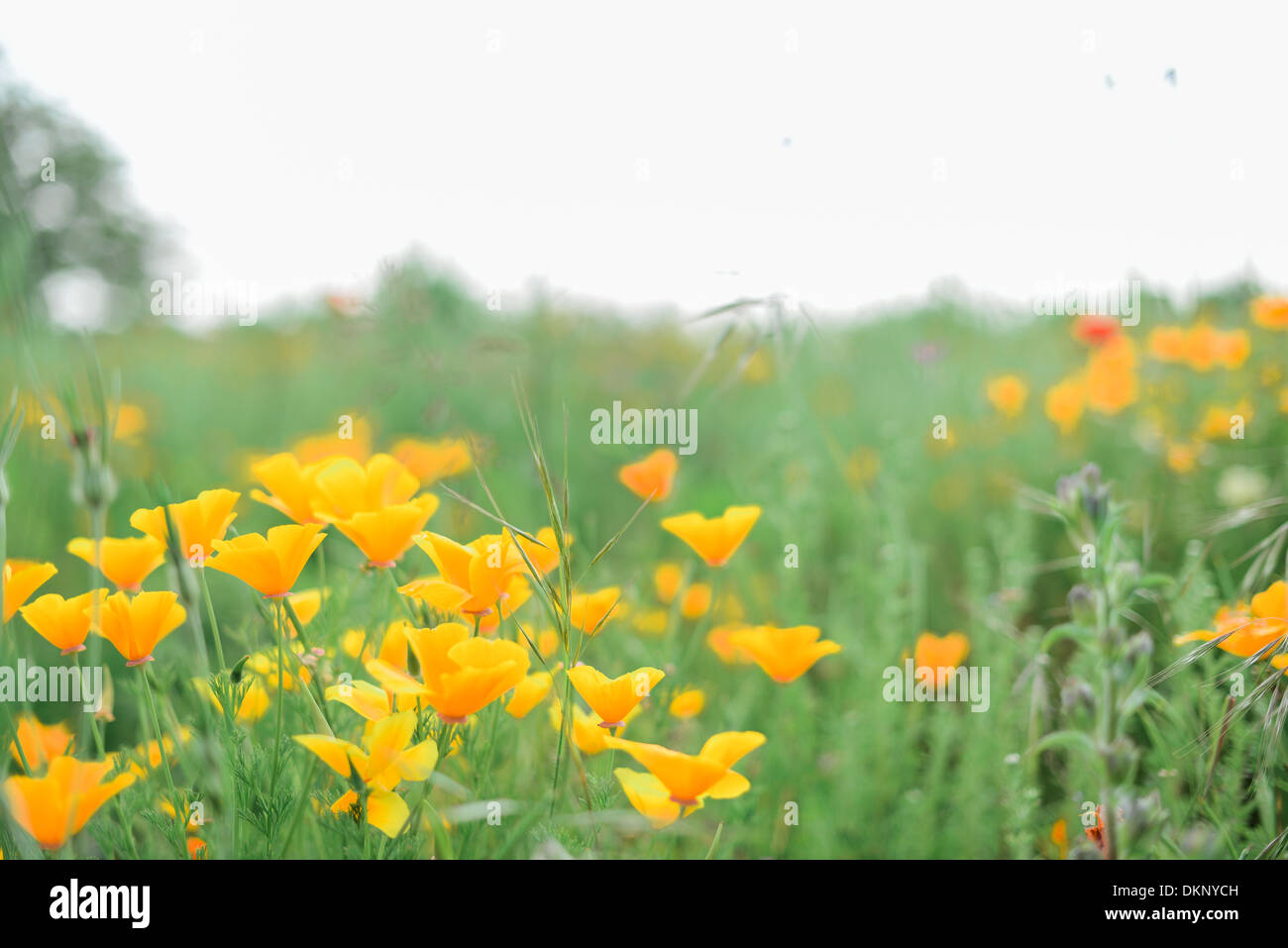 Field full of beautiful california poppies Stock Photo