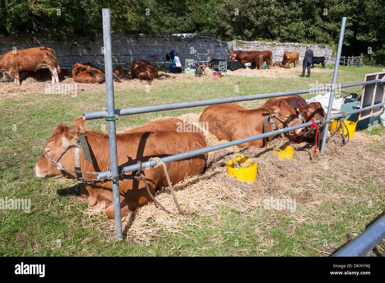 Judging bulls at show Stock Photo Alamy