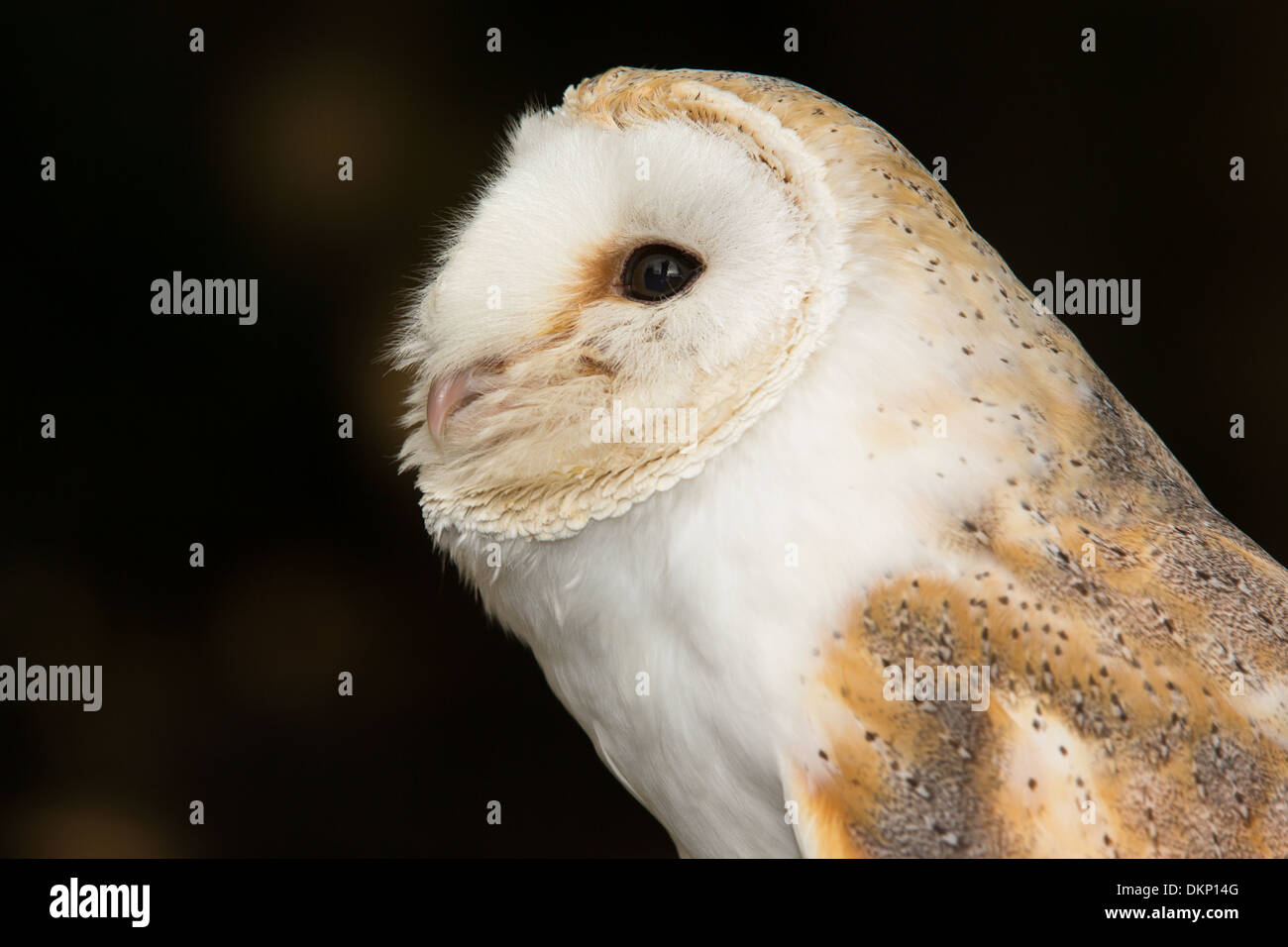 Close-up of Barn owl (Tyto alba), UK Stock Photo