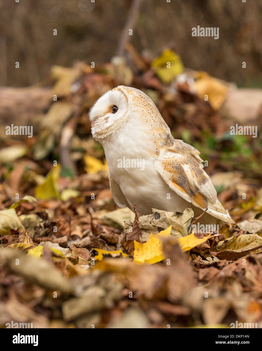 Barn owl (Tyto alba) standing among fallen leaves on the forest floor, UK Stock Photo