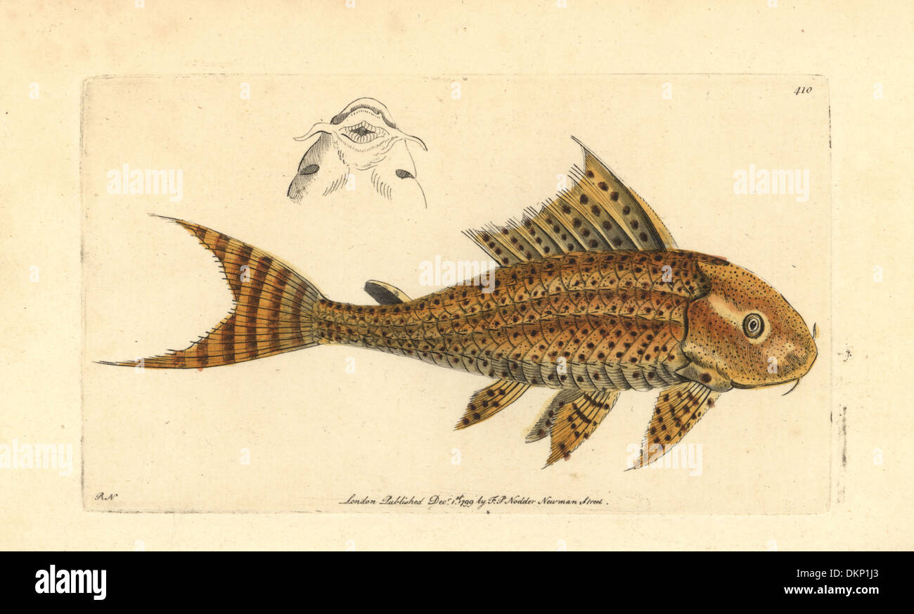Suckermouth catfish or common pleco, Hypostomus plecostomus. Stock Photo