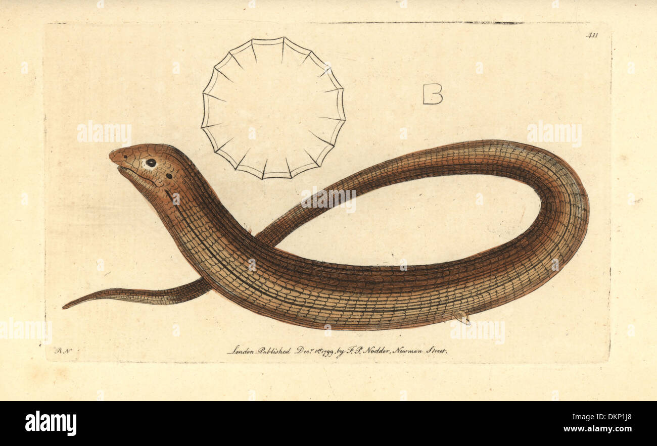 European legless lizard or sheltopusik, Pseudopus apodus Stock Photo