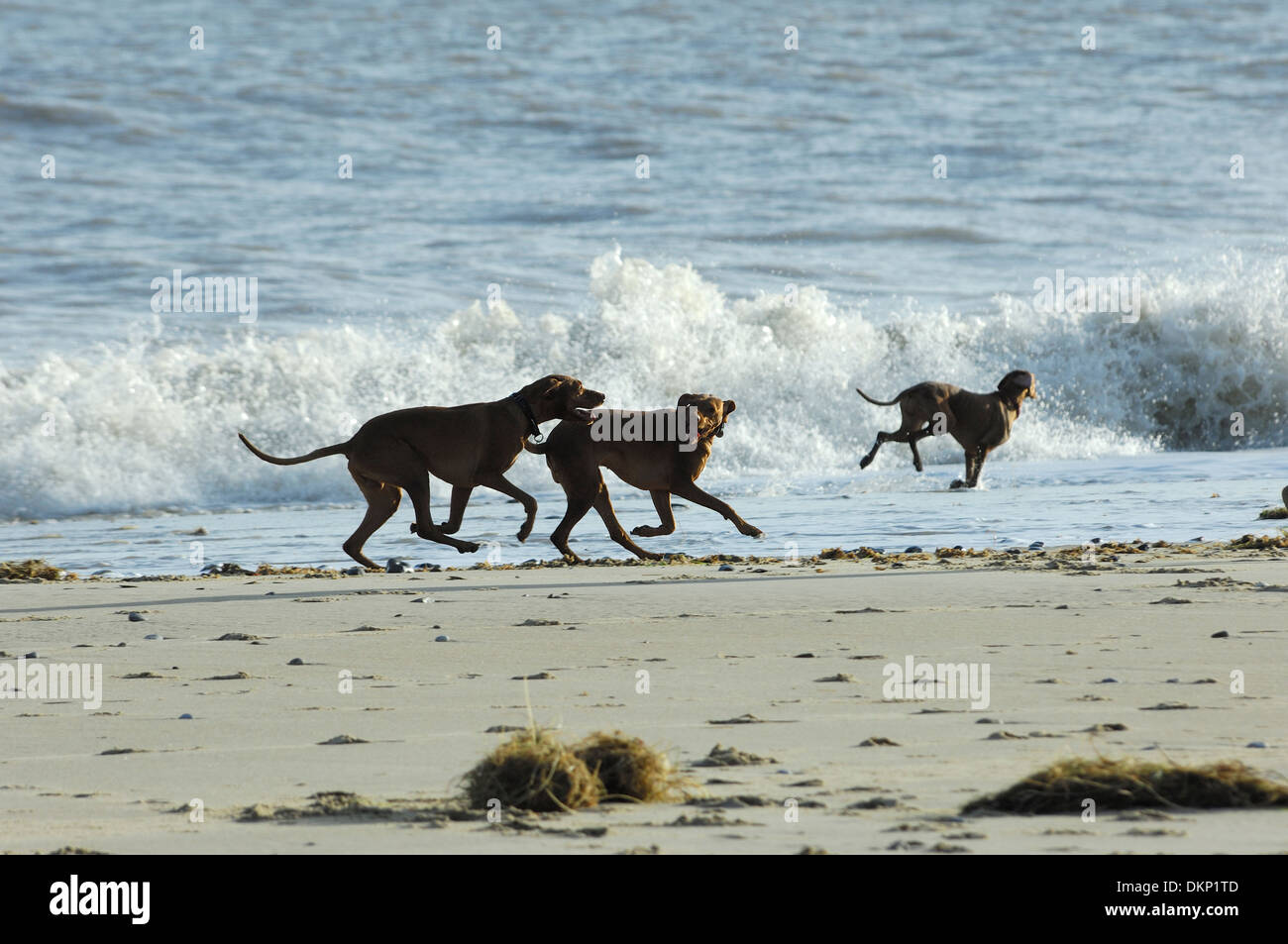 Three Pointer dogs running on a sandy beach, Winterton-On-Sea, Norfolk, England Stock Photo