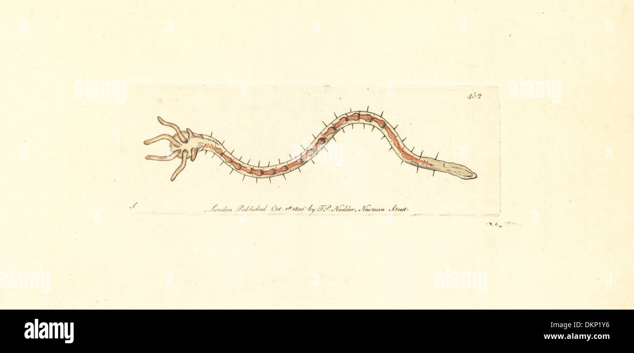 Bristleworm, Dero digitata Stock Photo - Alamy