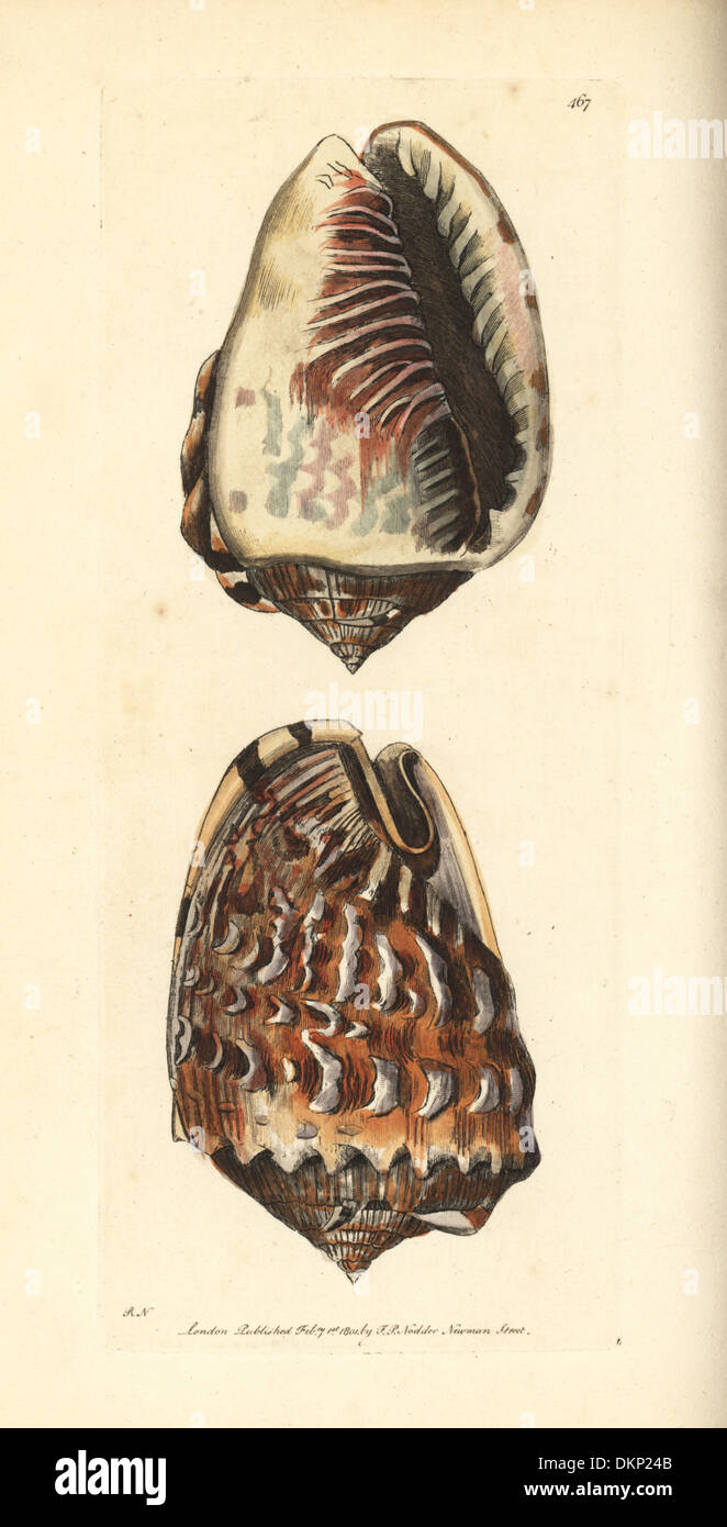 King helmet shell, Cassia tuberosa Stock Photo - Alamy