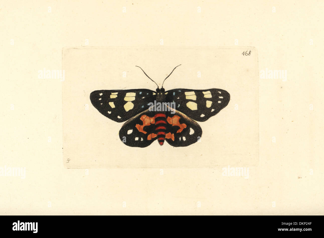 Episteme moth Episteme lectrix szechuanensis (Lectrix moth Phalaena lectrix). Rare moth native to China. Illustration drawn by Stock Photo