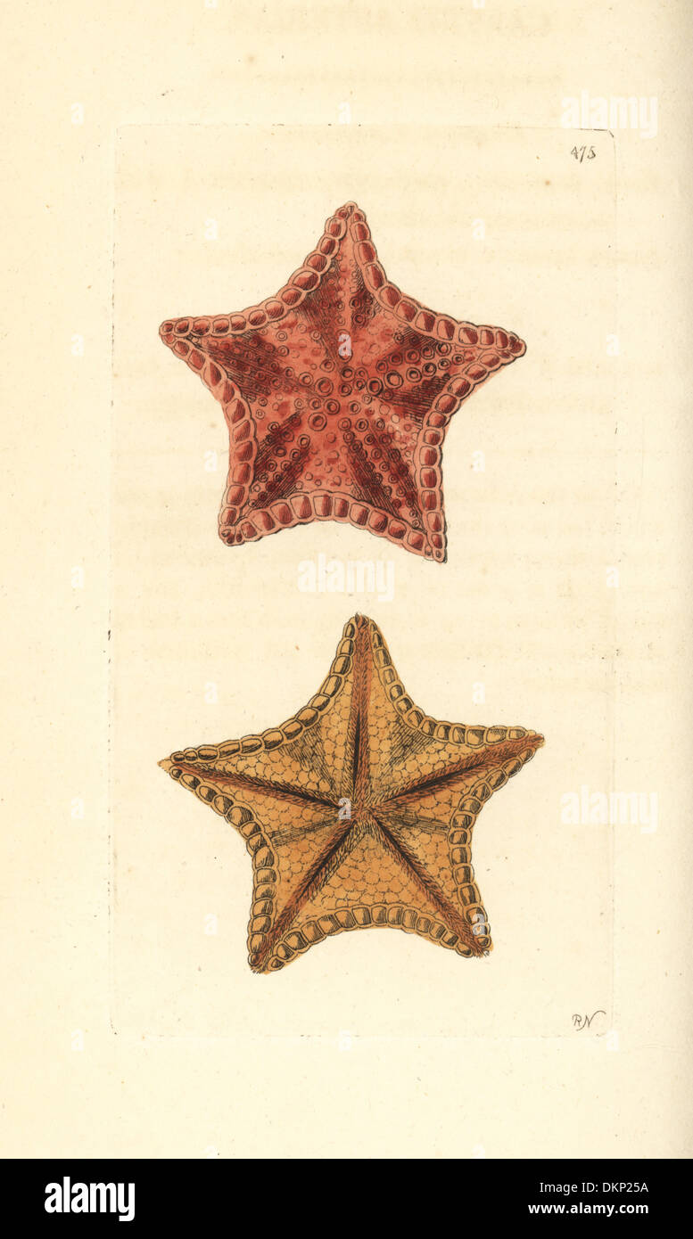 Red cushion sea star or West Indian sea star, Oreaster reticulatus. Stock Photo