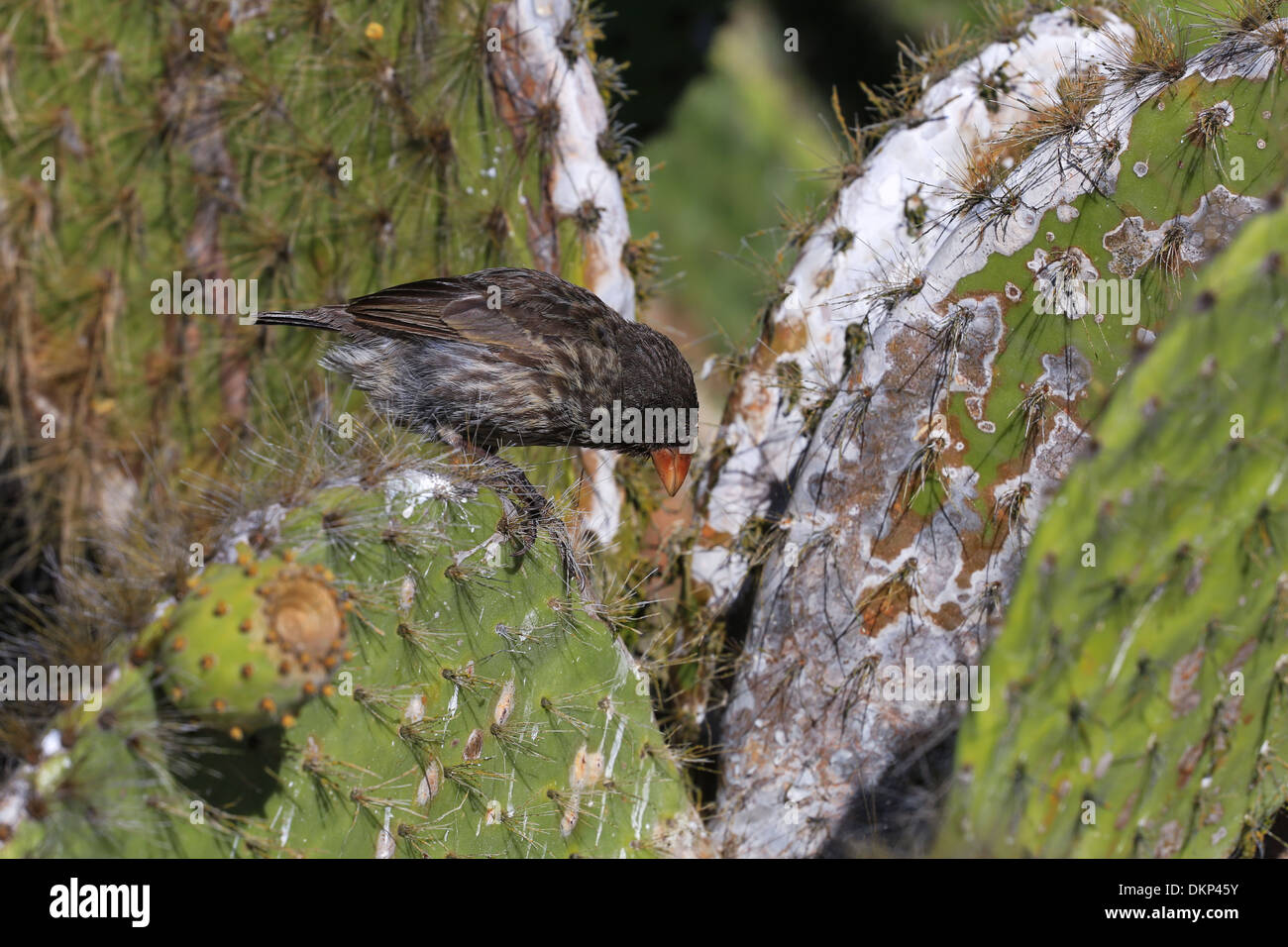 A Large Cactus Finch feeding on a cactus plant at Genovesa Island (also called Tower Island), Galapagos Islands, Ecuador. Stock Photo