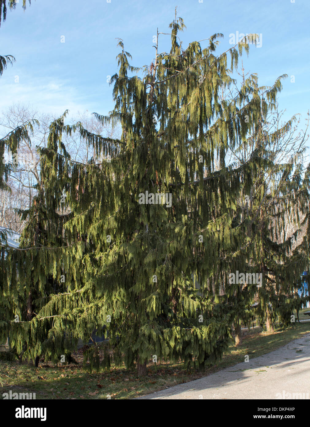 Black Spruce Tree Picea mariana Stock Photo