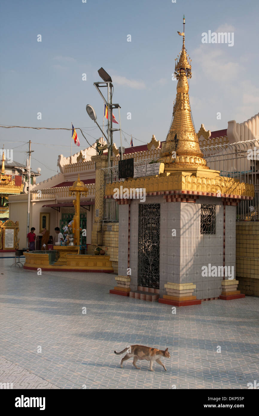 A cat walking by in Shwedagon Pagoda, Yangon, Myanmar. Stock Photo