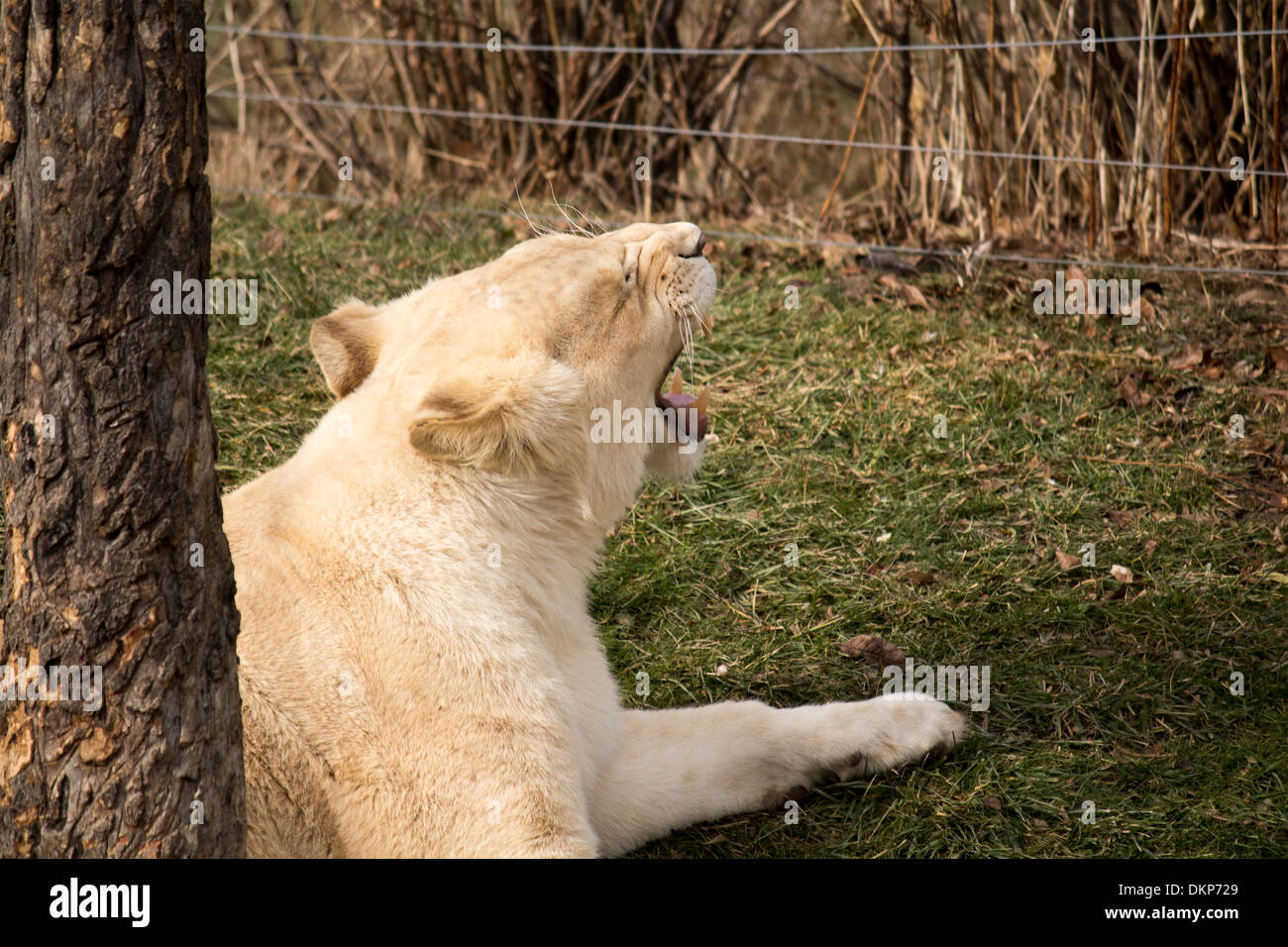 Panthera leo krugeri white lioness yawning at the Toronto Zoo Stock Photo