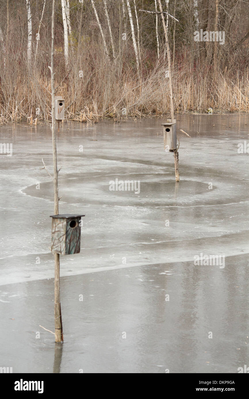 Bluebird houses on poles in icy water at the Toronto Zoo Stock Photo