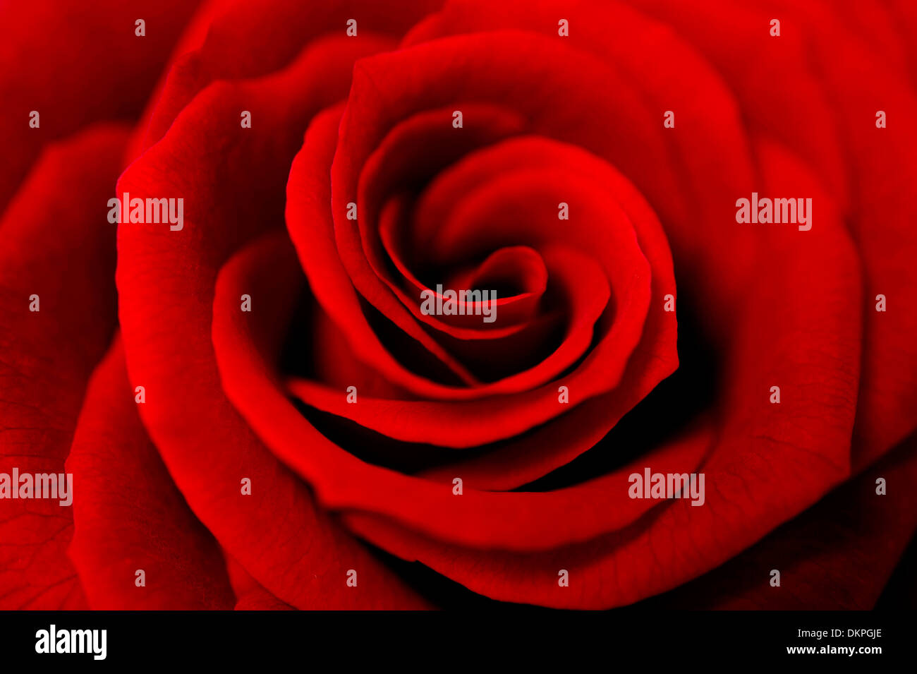 A close up macro shot of a red rose Stock Photo - Alamy