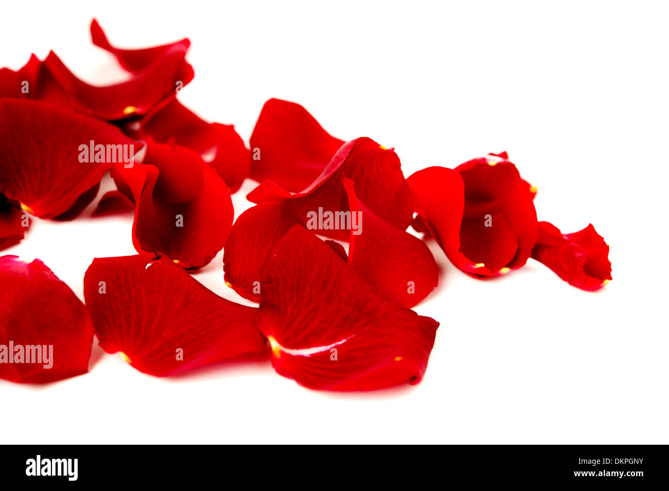 Red rose petals isolated on a white background Stock Photo - Alamy