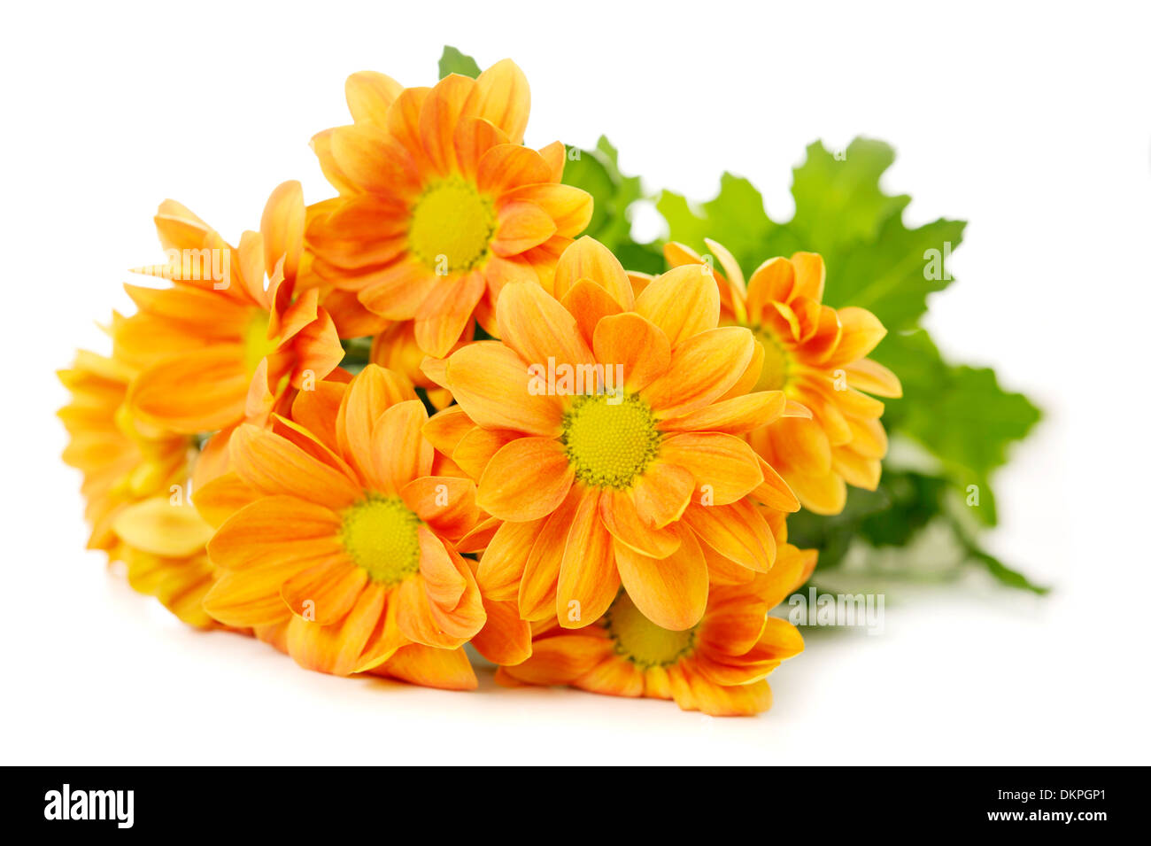 Orange yellow chrysanthemum hi-res stock photography and images - Alamy