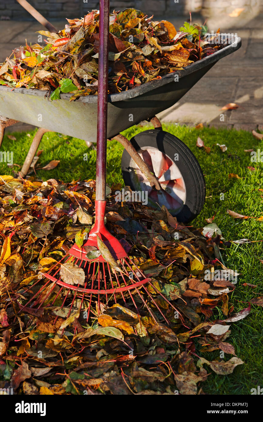Close up of pile of fallen leaves on grass lawn raking filling a