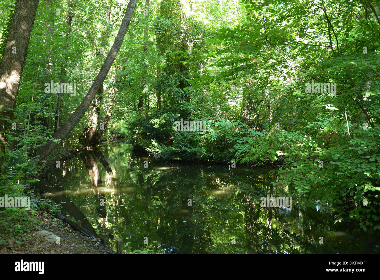 Teich, Grosser Tiergarten, Berlin, Deutschland / Großer Stock Photo Alamy