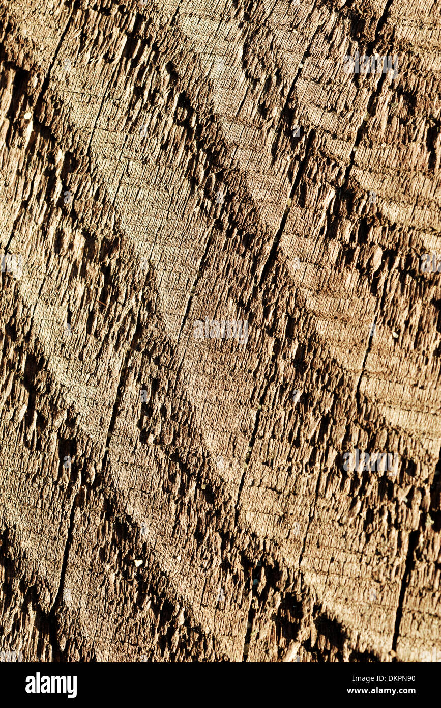Bark of a tree, close up. Macro shot.  Stock Photo