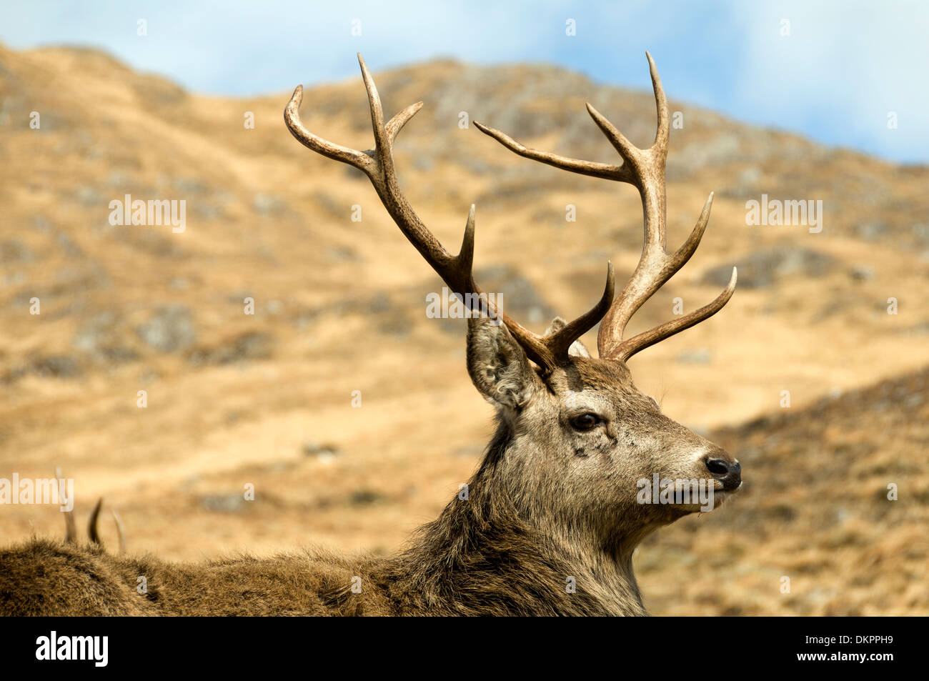 Red Deer, Cervus elaphus, near Loch Quoich, Highland Region, Scotland, UK Stock Photo