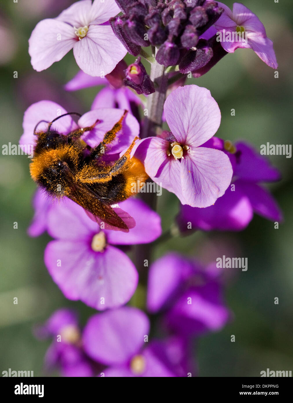 Bumble Bee covered in pollen on Erysimum Bowles Mauve flower Stock Photo