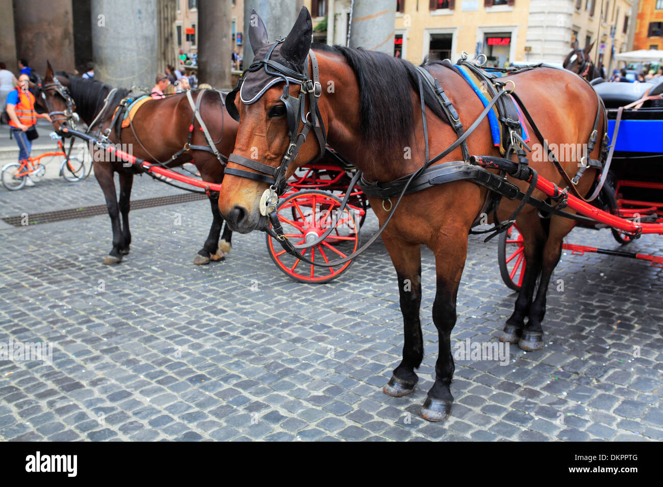 Horses on Piazza della Rotonda, Rome, Italy Stock Photo