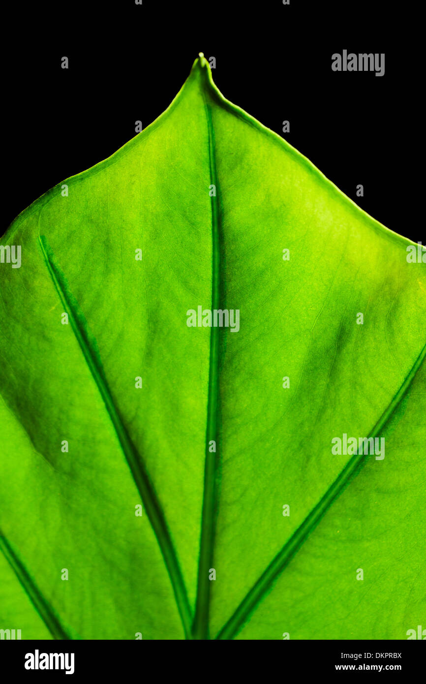 Giant Taro plant leaf also known as:Alocasia machrorhiza,Dieffenbachia (Dumb Cane), Elephant Ear, Cunjevoi isolated on black bac Stock Photo