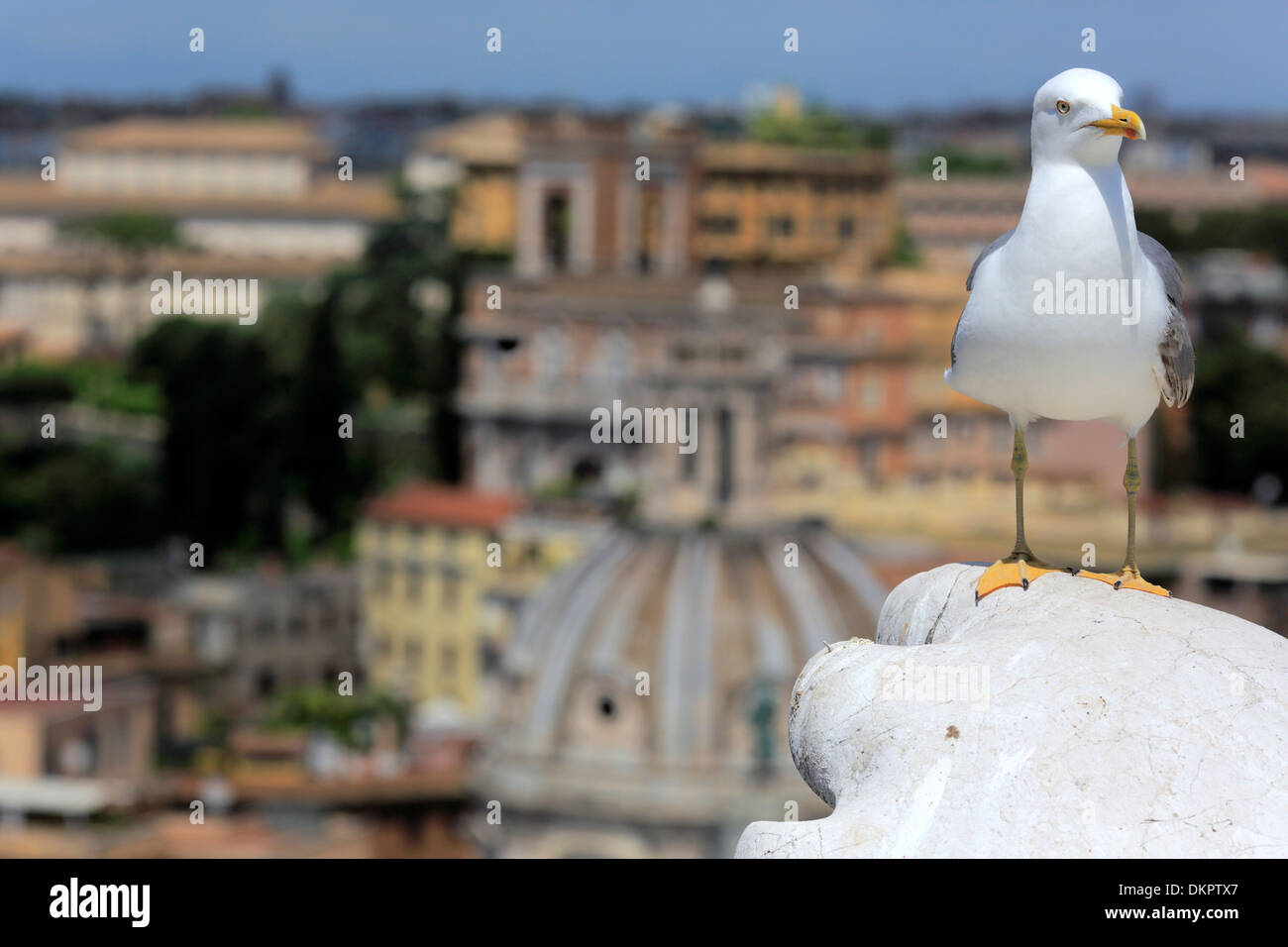 Cityscape with seagull, Rome, Italy Stock Photo