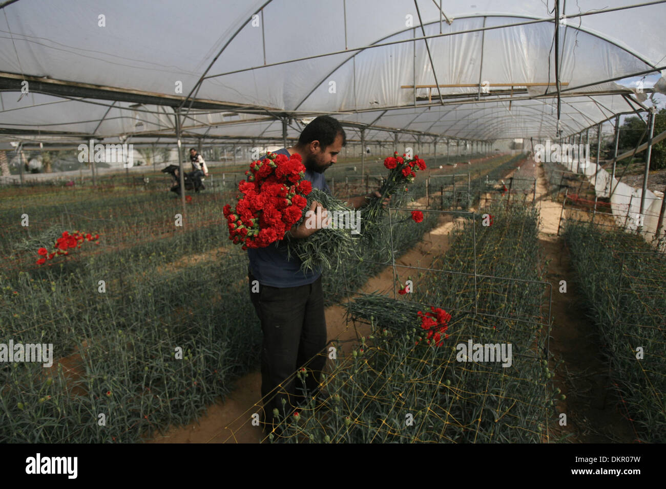 Rafah, Gaza Strip, Palestinian Territory. 9th Dec, 2013. A Palestinian laborer picks carnations at a flower farm in Rafah in the southern Gaza Strip on December 9, 2013. Sealed off from the outside world, Gaza's farmers are entering their sixth year of export restrictions, imposed by Israel after the Islamist Hamas party took control of the impoverished Palestinian coastal territory © Eyad Al Baba/APA Images/ZUMAPRESS.com/Alamy Live News Stock Photo