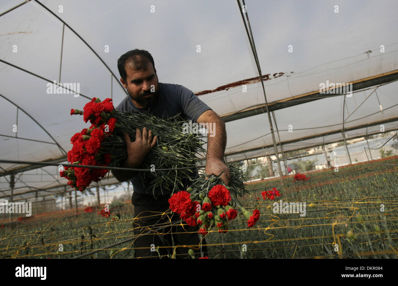 Rafah, Gaza Strip, Palestinian Territory. 9th Dec, 2013. A Palestinian laborer picks carnations at a flower farm in Rafah in the southern Gaza Strip on December 9, 2013. Sealed off from the outside world, Gaza's farmers are entering their sixth year of export restrictions, imposed by Israel after the Islamist Hamas party took control of the impoverished Palestinian coastal territory © Eyad Al Baba/APA Images/ZUMAPRESS.com/Alamy Live News Stock Photo