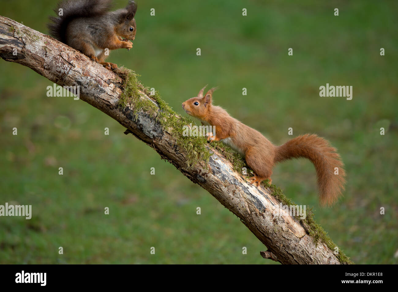 Two Red Squirrels in a Woodland Scene Stock Photo Alamy
