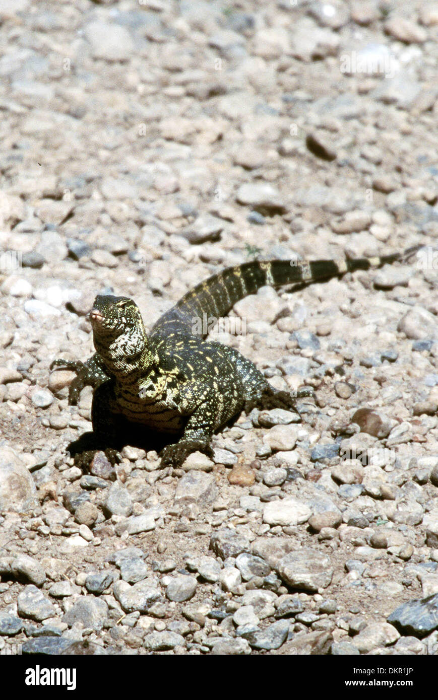 NILE MONITOR LIZARD.MASAI MARA, KENYA, EAST AFRICA.KENYA, AFRICA, KENYA