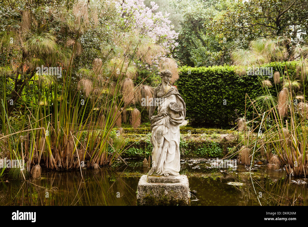 France, Menton, Serre de la Madone garden, nymph in the pond and Cyperus papyrus (use for press and book only) Stock Photo