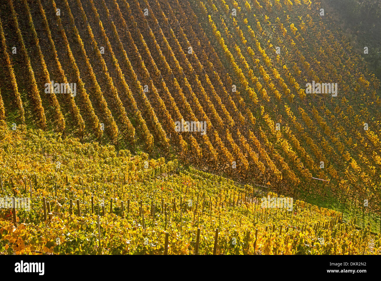 Ahrtal cultivation outhouse cultivation mountain slope leaves Germany Eifel Europe autumn autumn colors autumnal scenery Stock Photo