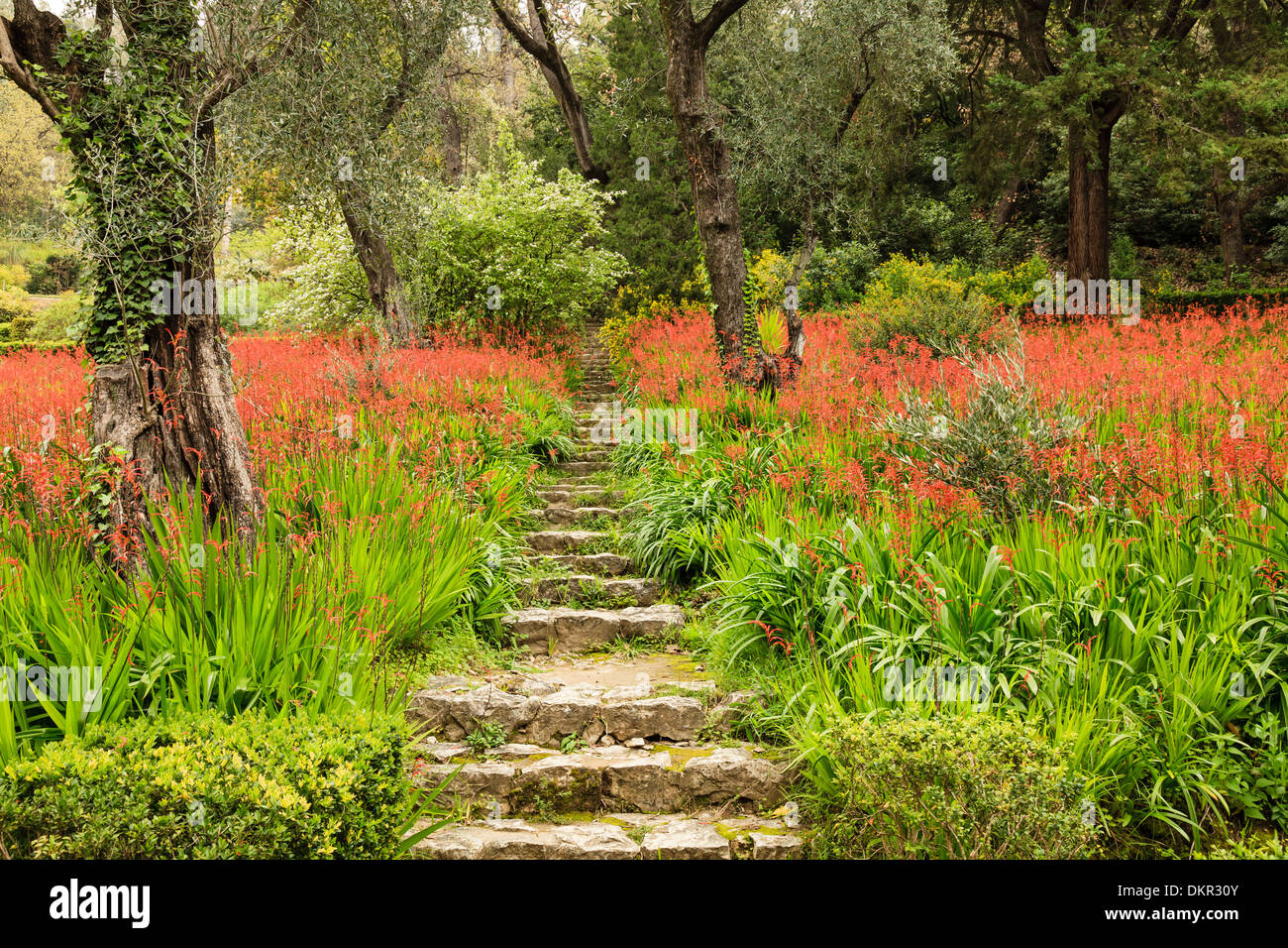 France, Menton, Serre de la Madone garden, olive trees and flowering carpet of chasmanthes (use for press and book only) Stock Photo