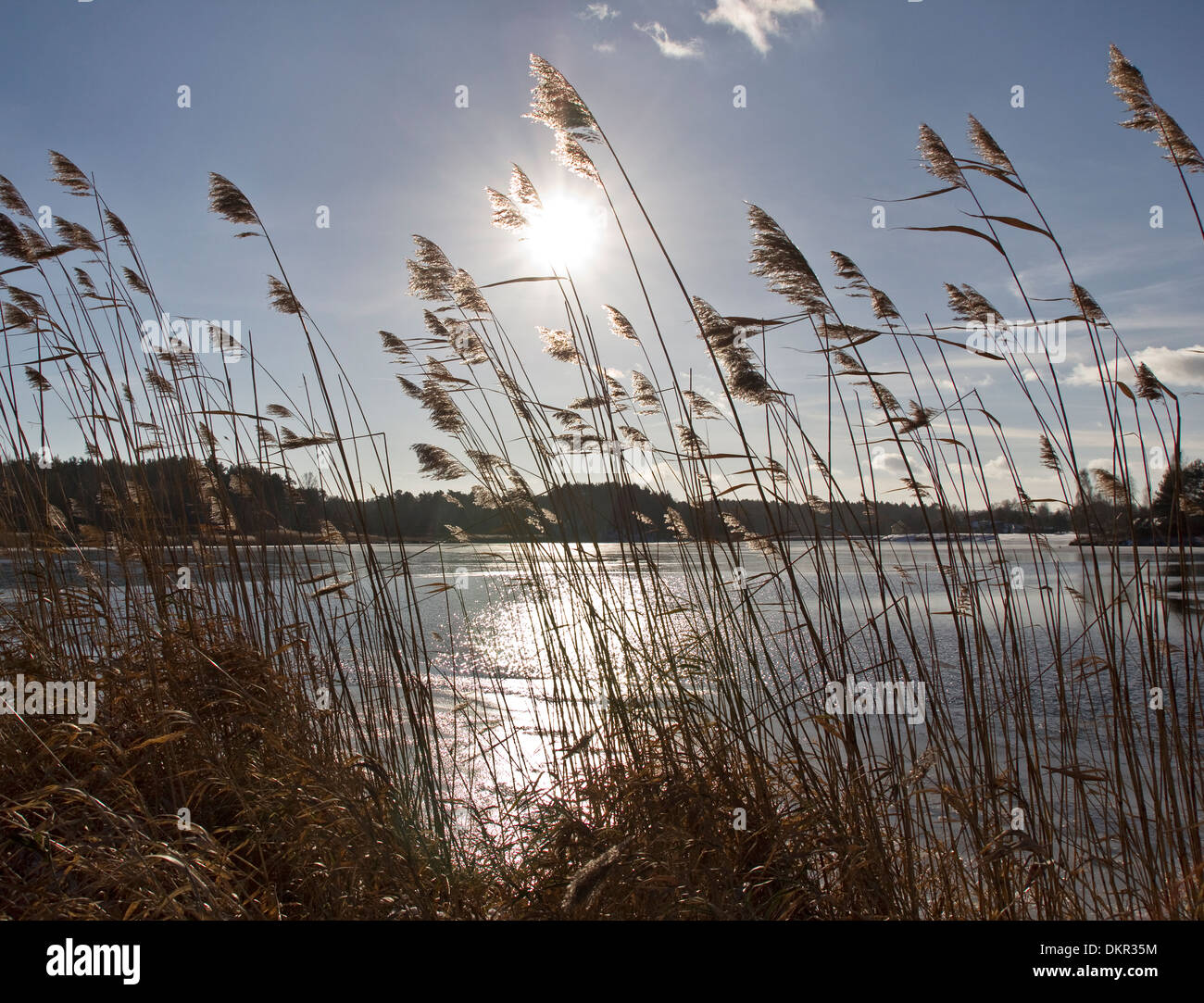 reeds at freezing water landscape Stock Photo Alamy