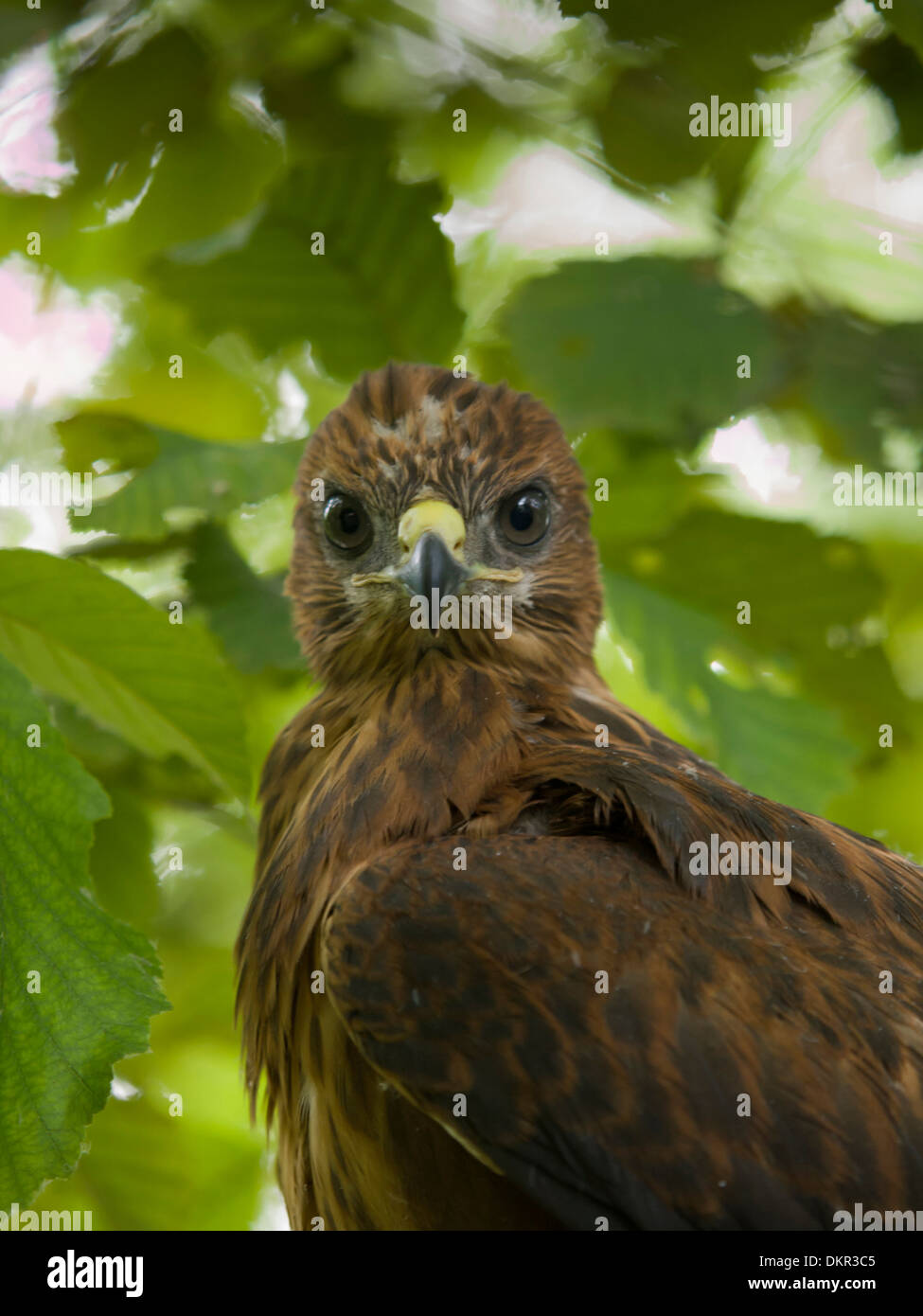 Azerbaijan, Europe, young, Caucasus, Qusar, bird Stock Photo - Alamy
