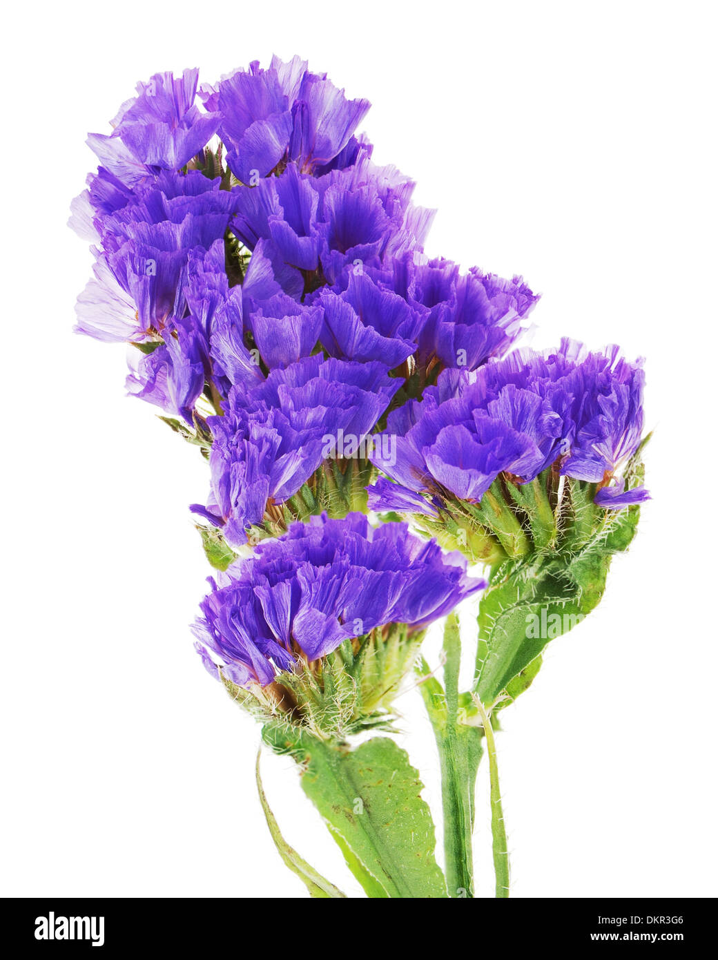 Macro shot of purple statice flowers isolated on white background. Stock Photo