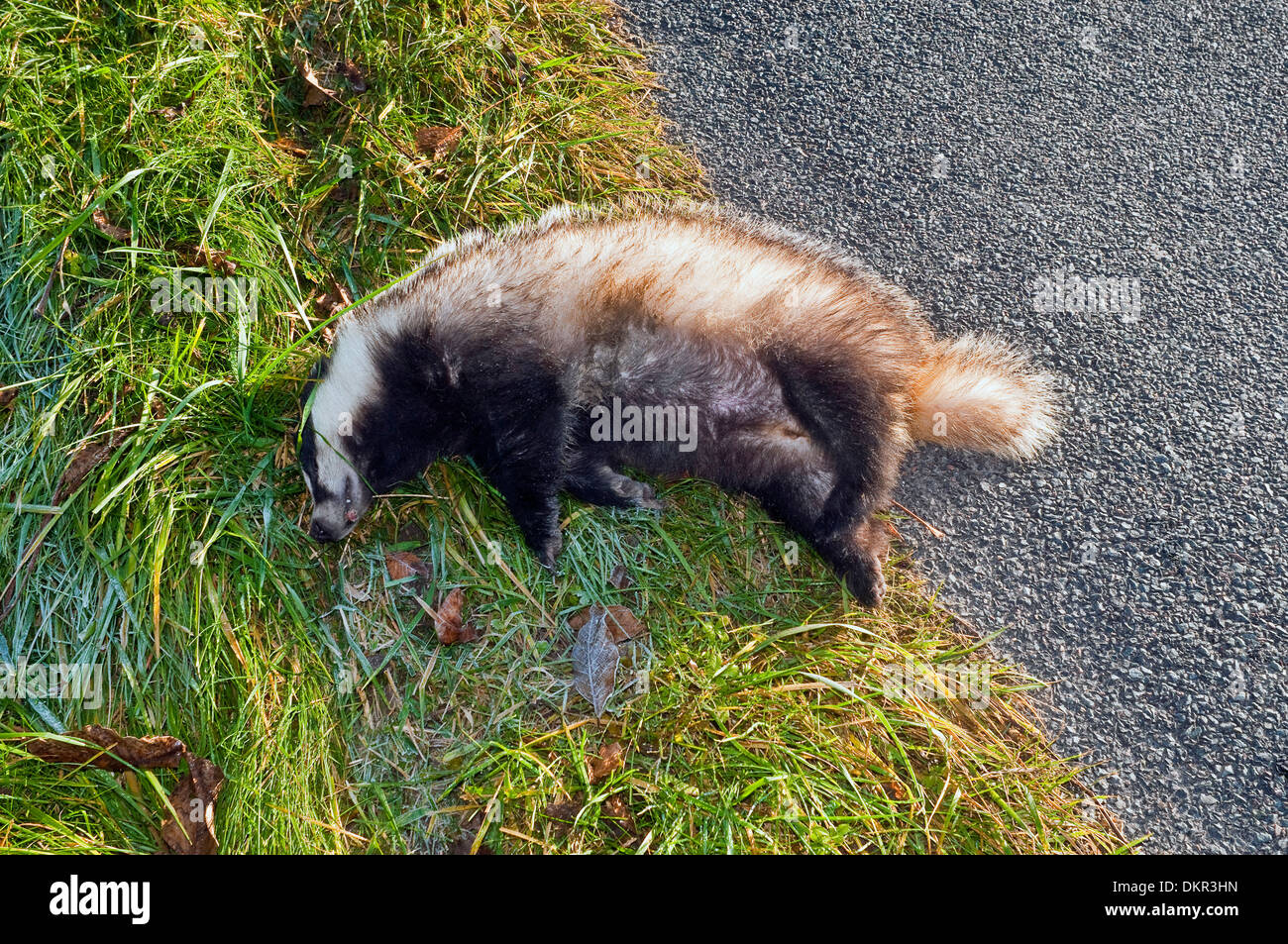 Roadkill / Dead Badger at roadside - France. Stock Photo