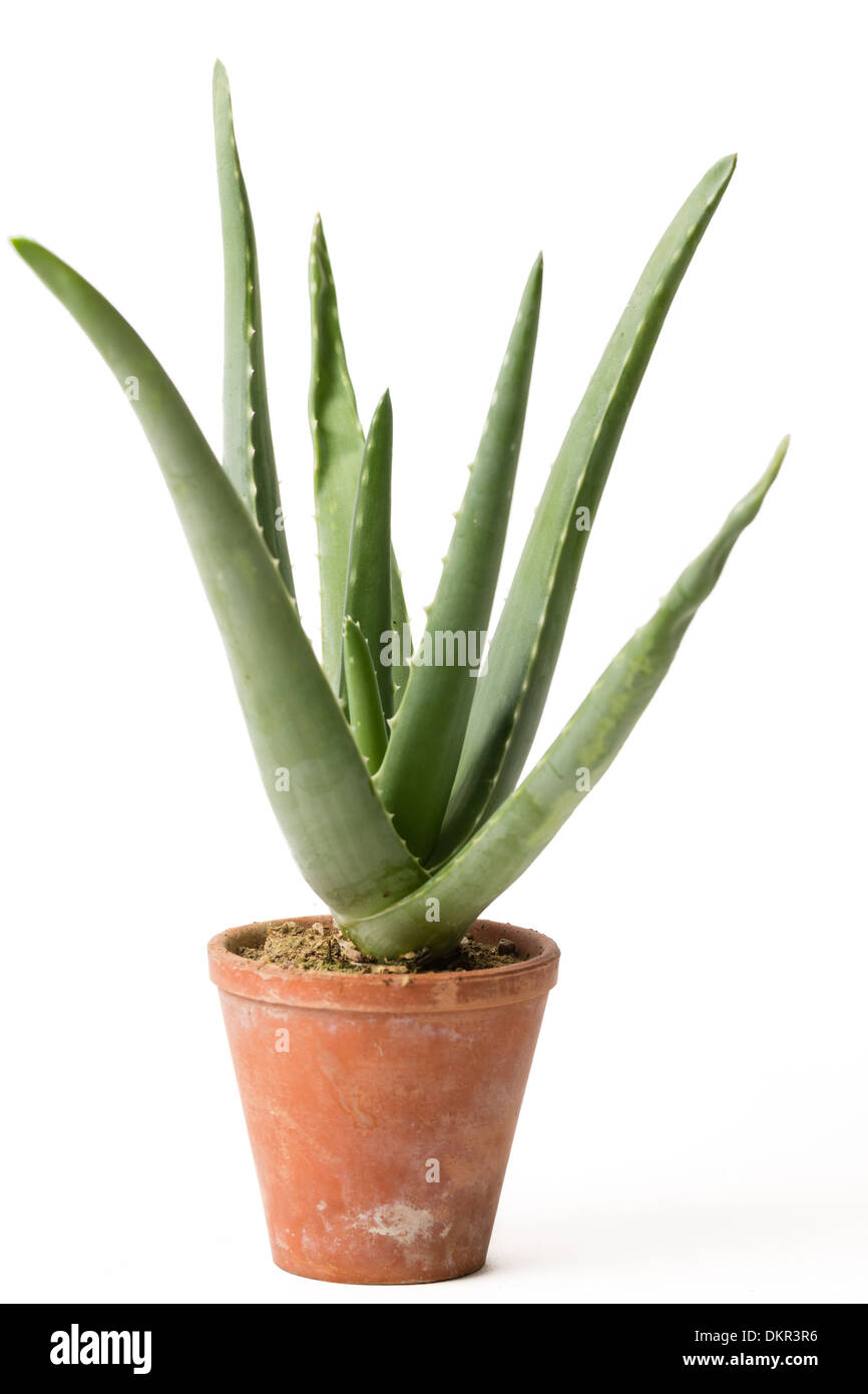 Aloe vera plant in pot hires stock photography and images Alamy