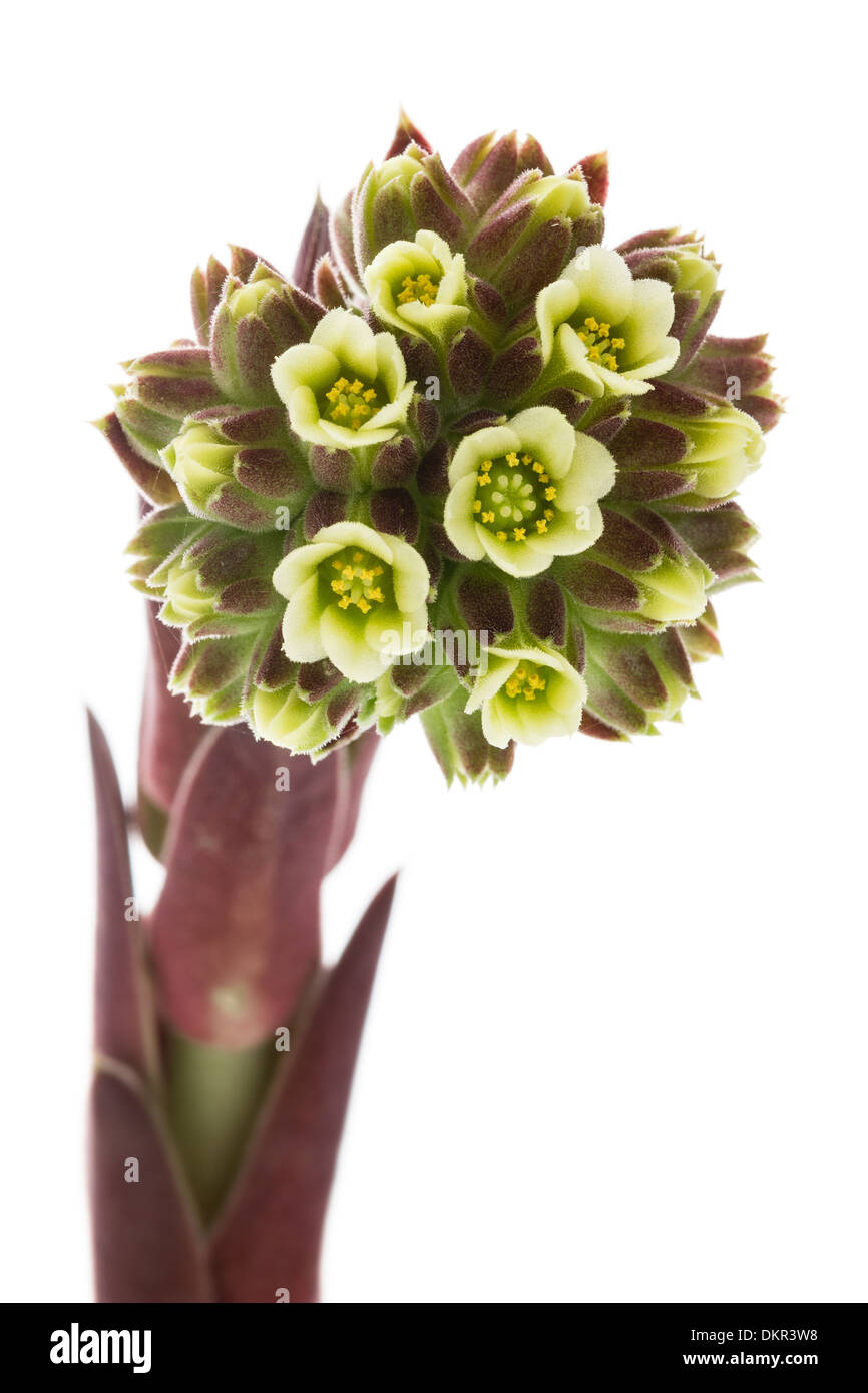 Jovibarba heuffelii = Sempervivum heuffelii Stock Photo