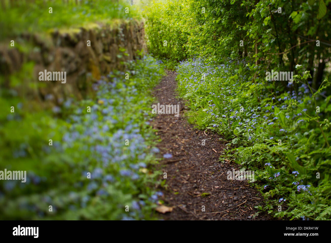 Forget-me-not (Myosotis sp.) flowering beside a path. Ironbridge, Shropshire, England. May. Stock Photo