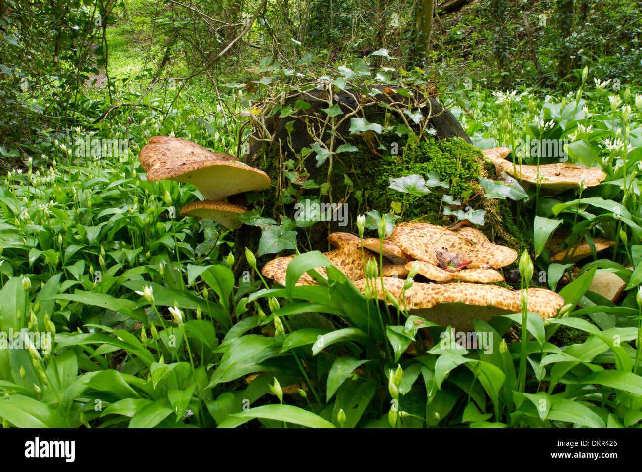 Dryad's Saddle fungi (Polyporus squamosus) growing out of a tree stump. Shropshire, England. May. Stock Photo