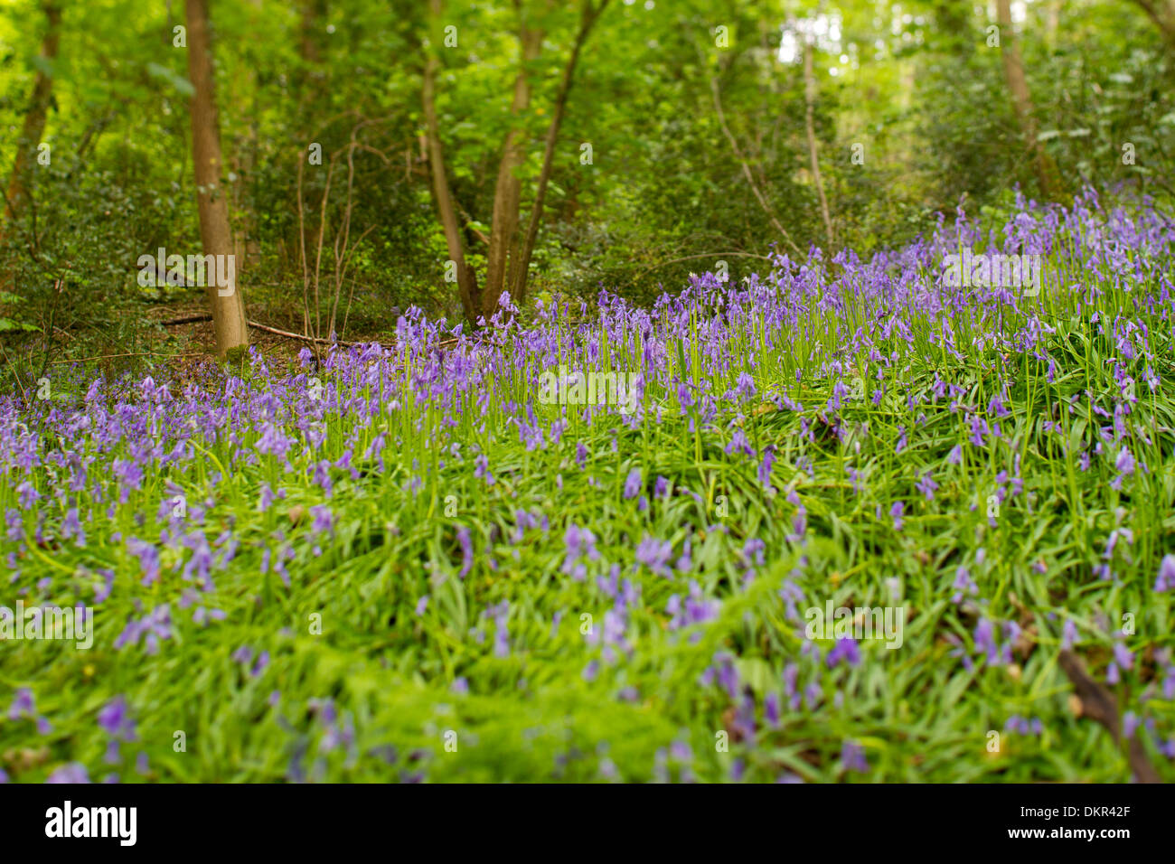 Bluebells (Hyacinthoides non-scripta) flowering in woodland. Shropshire, England. May. Stock Photo