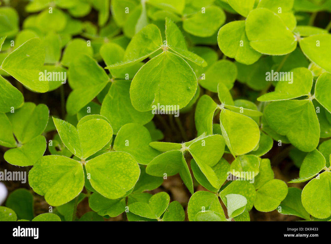 Leaves of Wood Sorrel (Oxalis acetosella). Powys, Wales. May. Stock Photo