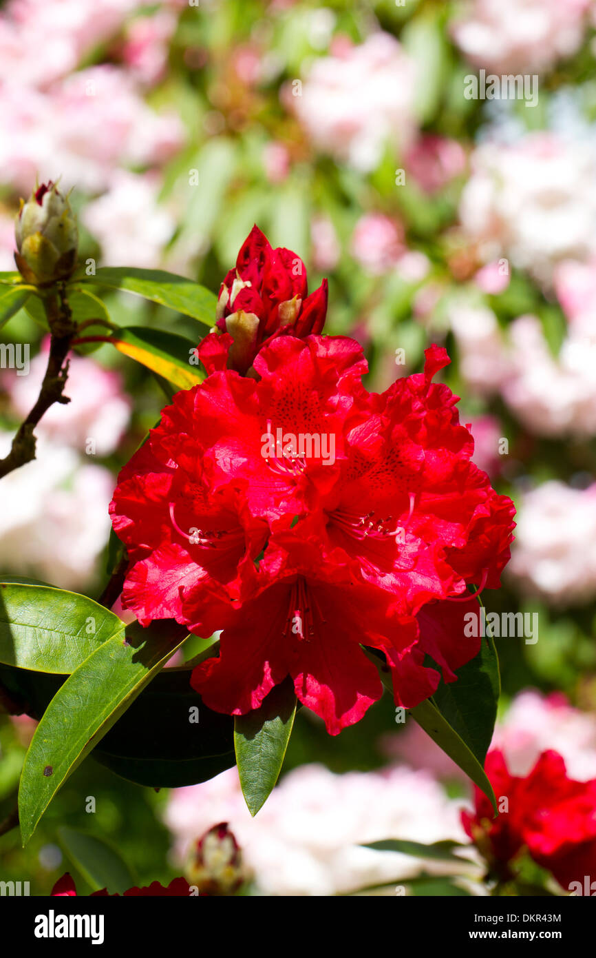 Flowers of a cultivated Rhododendron hybrid. Powys, Wales. May. Stock Photo