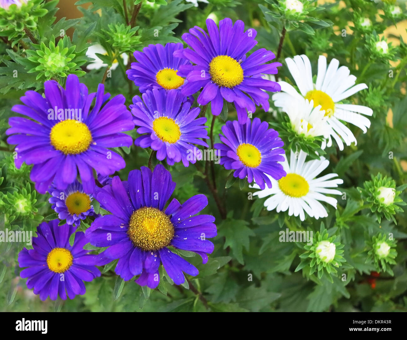 Blue and white Daisies in the garden Stock Photo