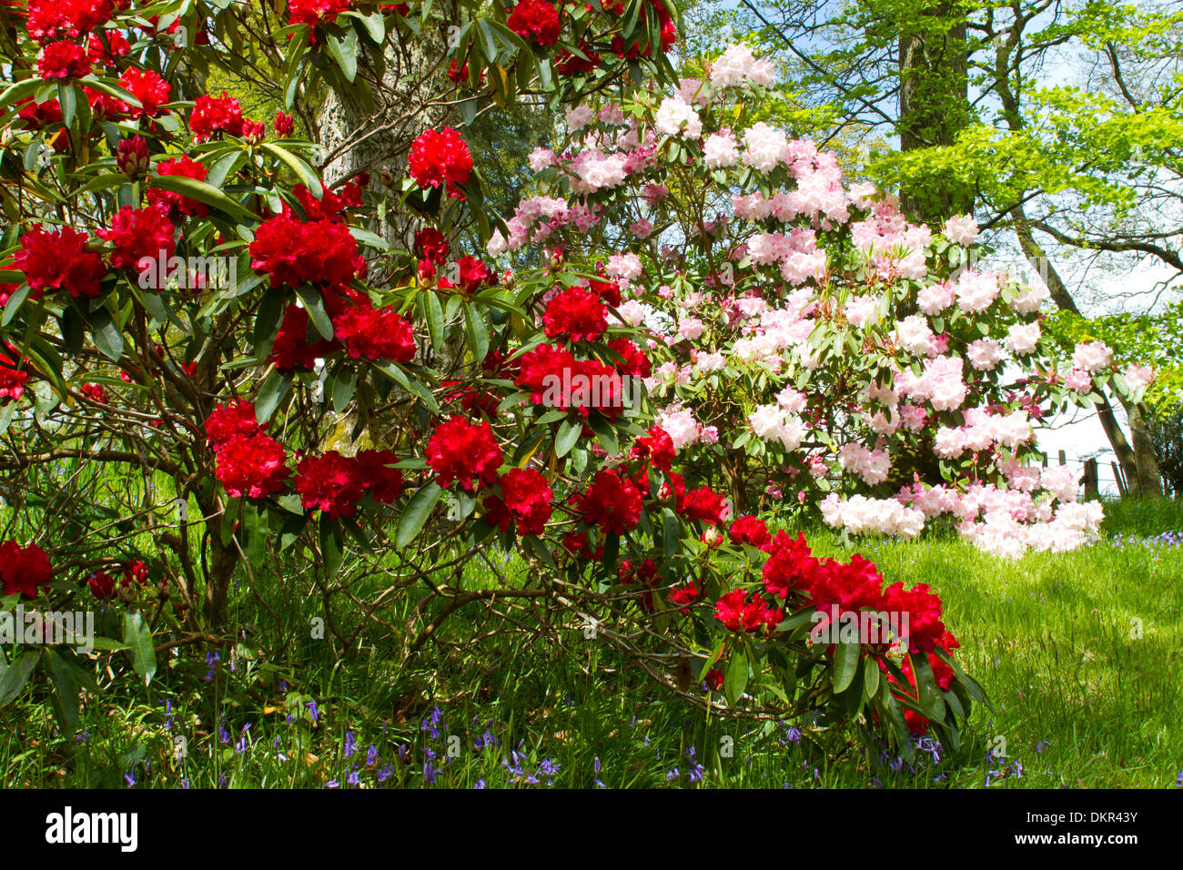 Red Rhododendron England Red rhododendrons in woodland garden hi-res stock photography and ...