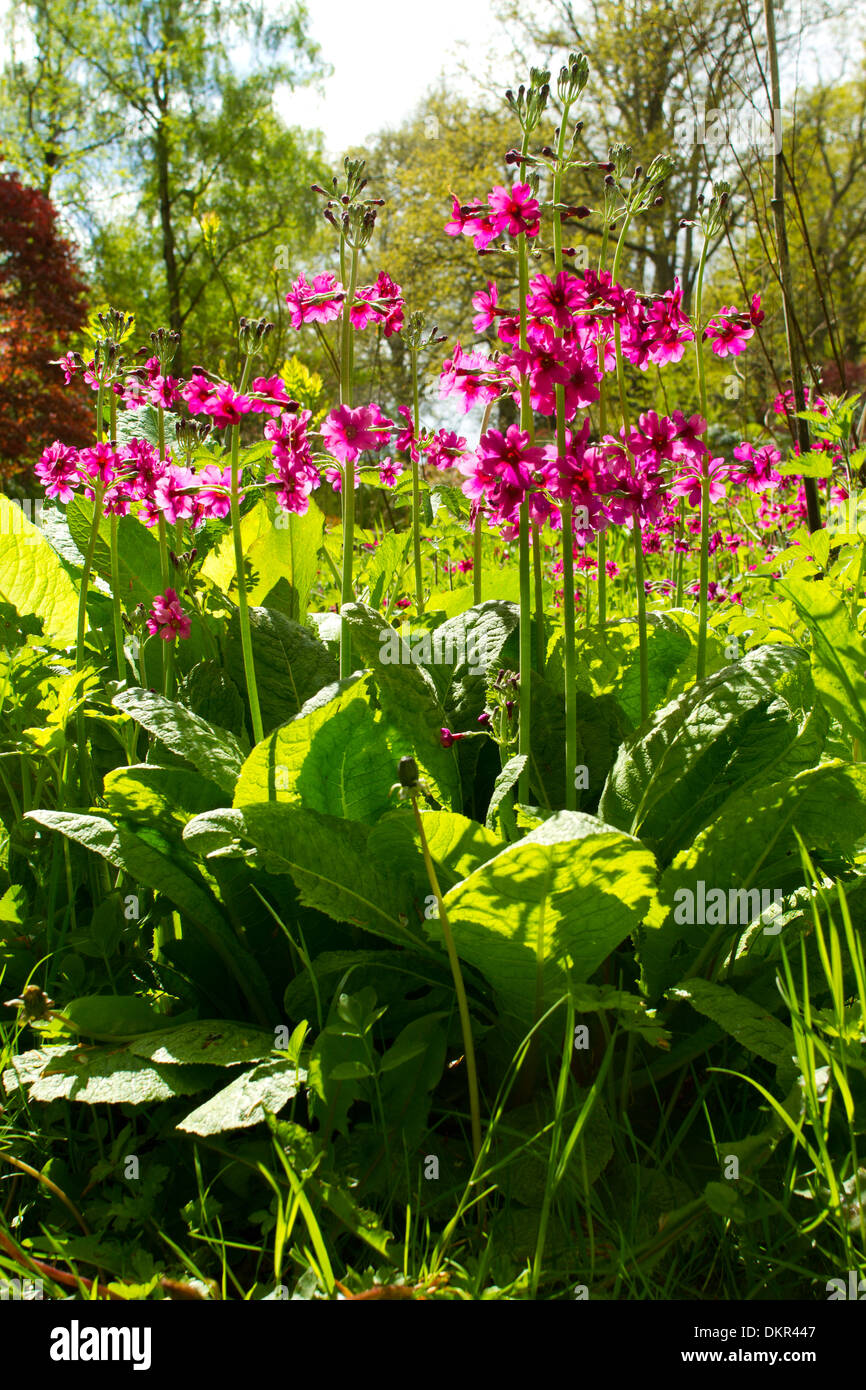 Candelabra Primrose (Primula pulverulenta) flowering. Naturalized in a woodland garden. Powys, Wales. May. Stock Photo