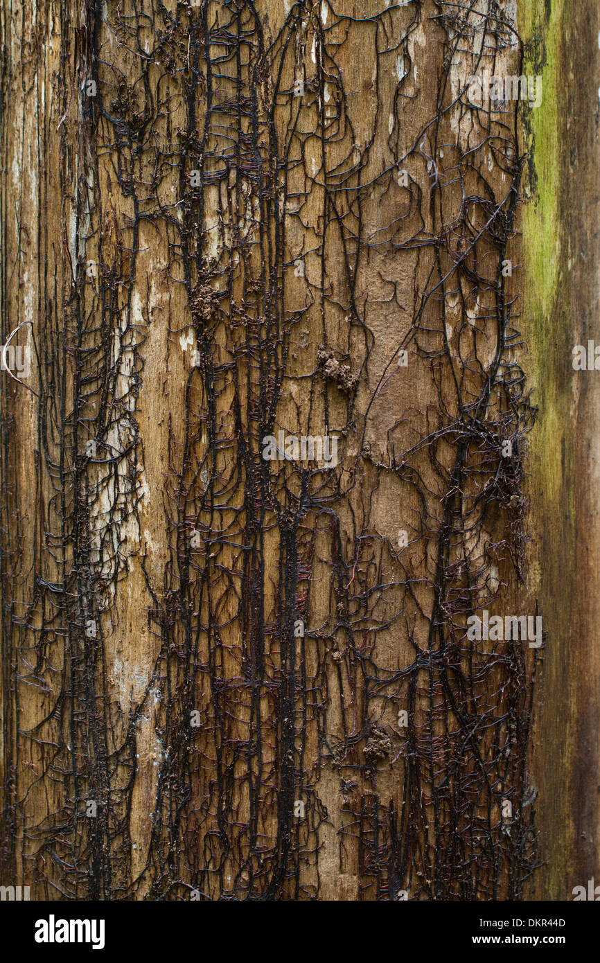 Honey Fungus (Armillaria mellea) rhizomorphs or 'bootlaces' where the bark has fallen from the trunk of a dead tree. Stock Photo